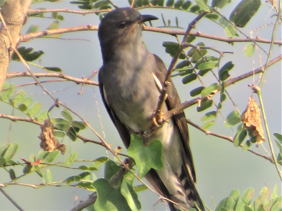 Gray-bellied Cuckoo - ML424302111