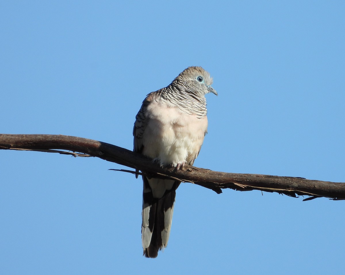 Peaceful Dove - ML424303621