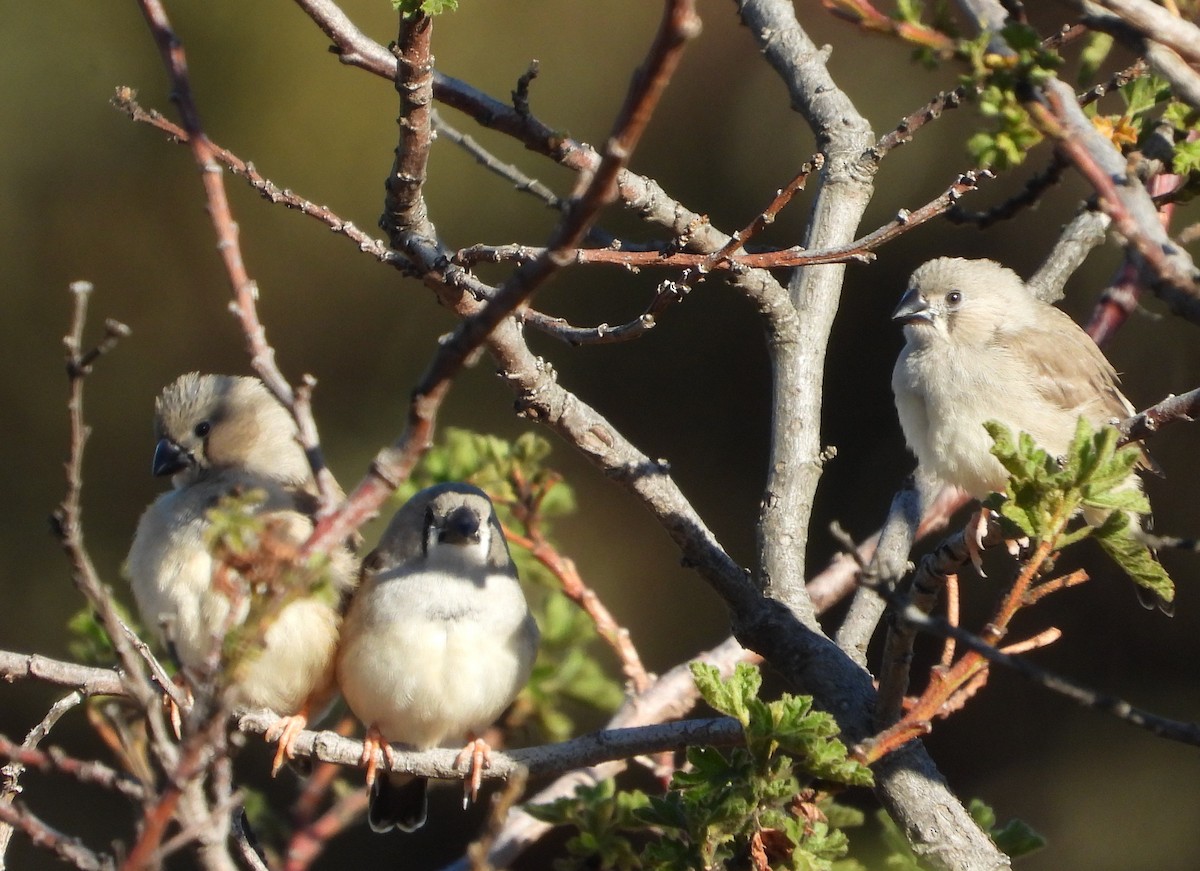 Zebra Finch - ML424303691