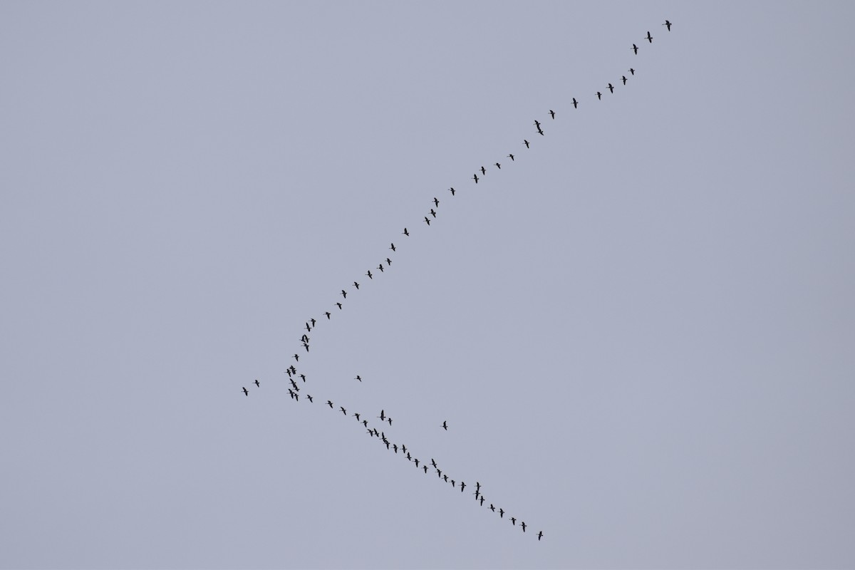 ברנטה קנדית - ML424307831