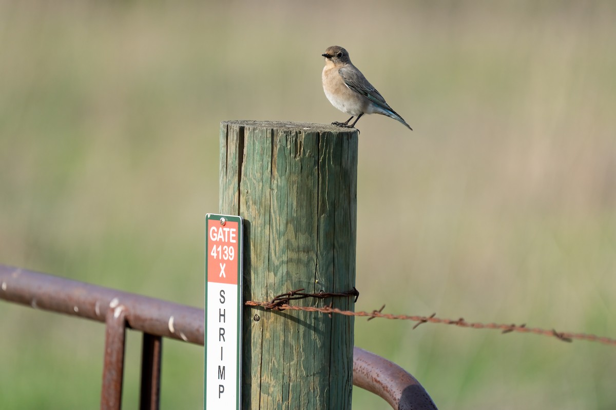 Mountain Bluebird - ML424308041