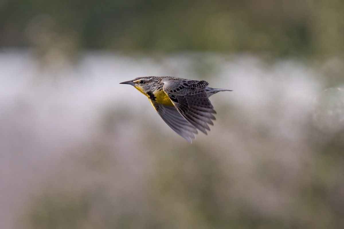 Western Meadowlark - ML424308281