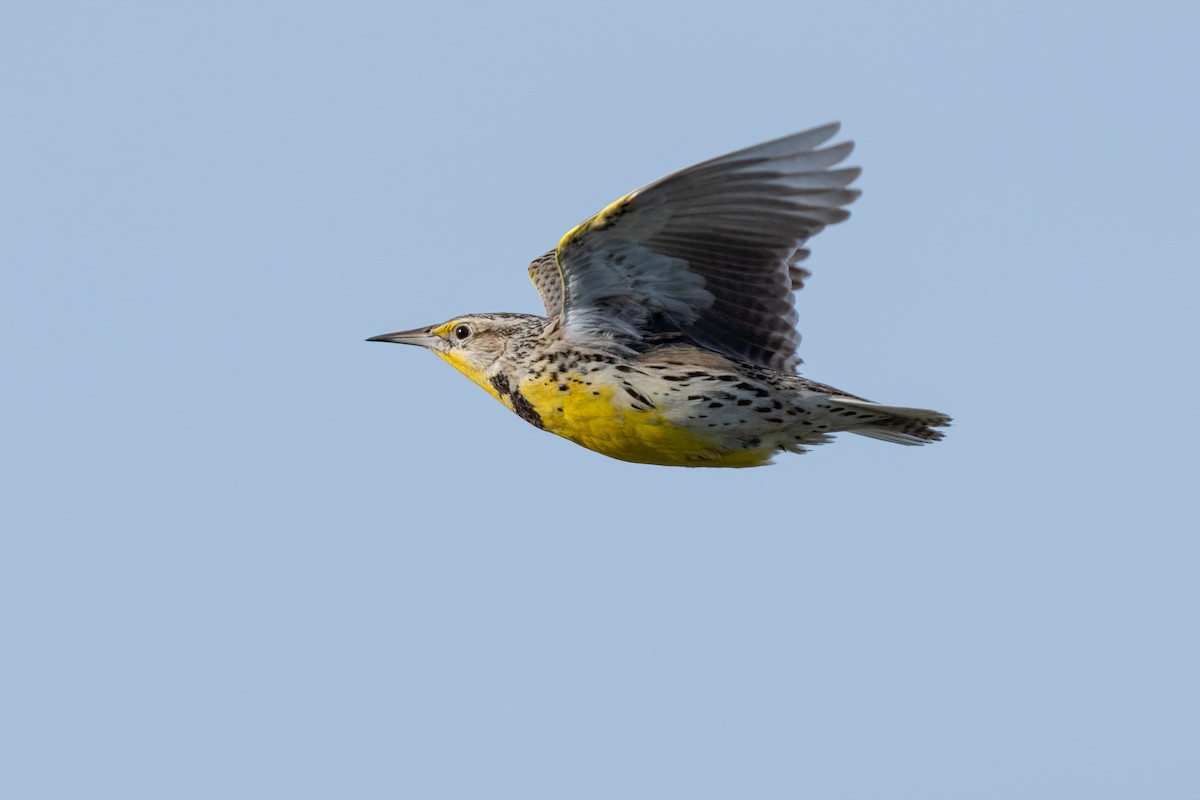 Western Meadowlark - ML424308291