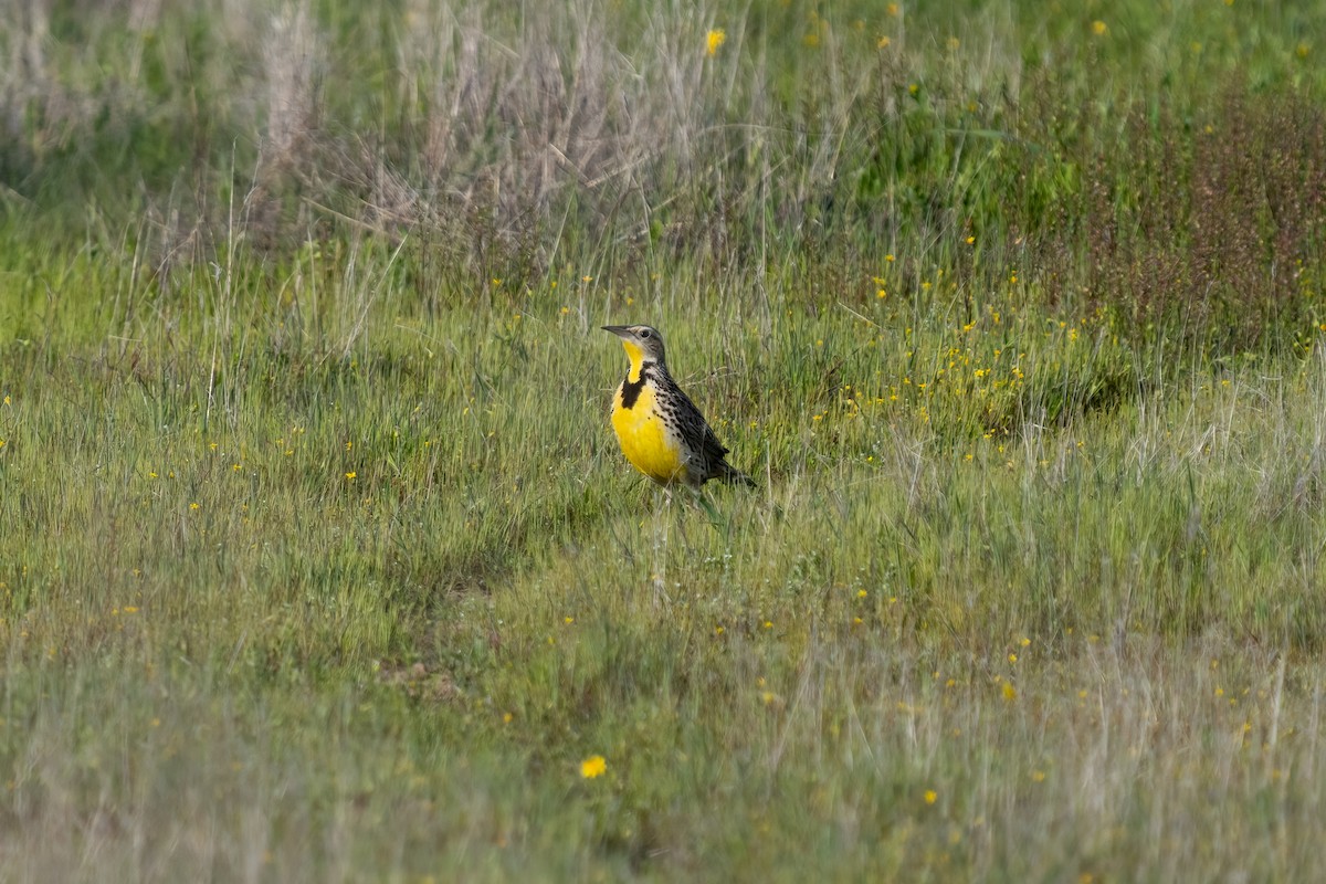 Western Meadowlark - ML424308321