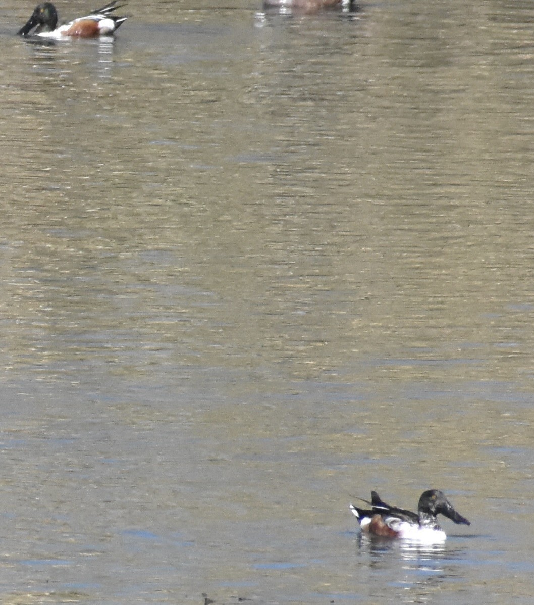 Northern Shoveler - ML424310381