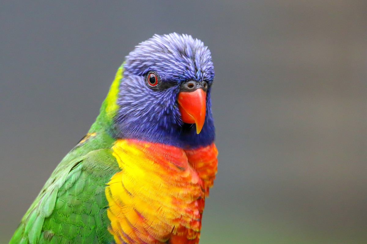 Rainbow Lorikeet - ML424311621