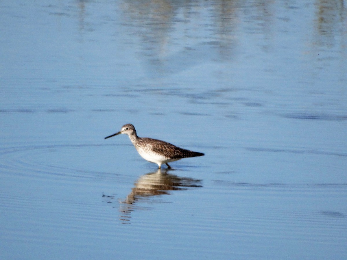 Greater Yellowlegs - ML42431271