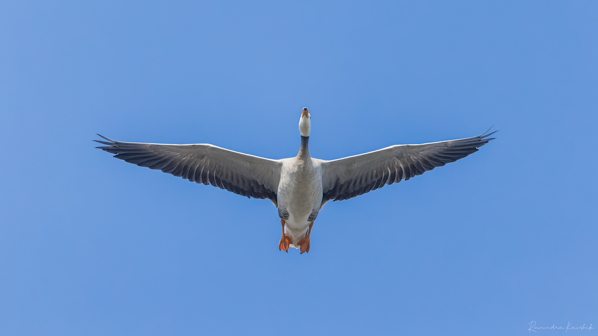 Bar-headed Goose - ML424314021