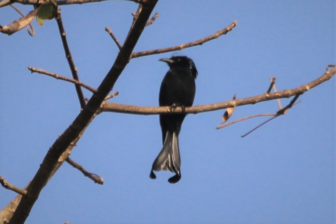 Haarbuschdrongo - ML424314521