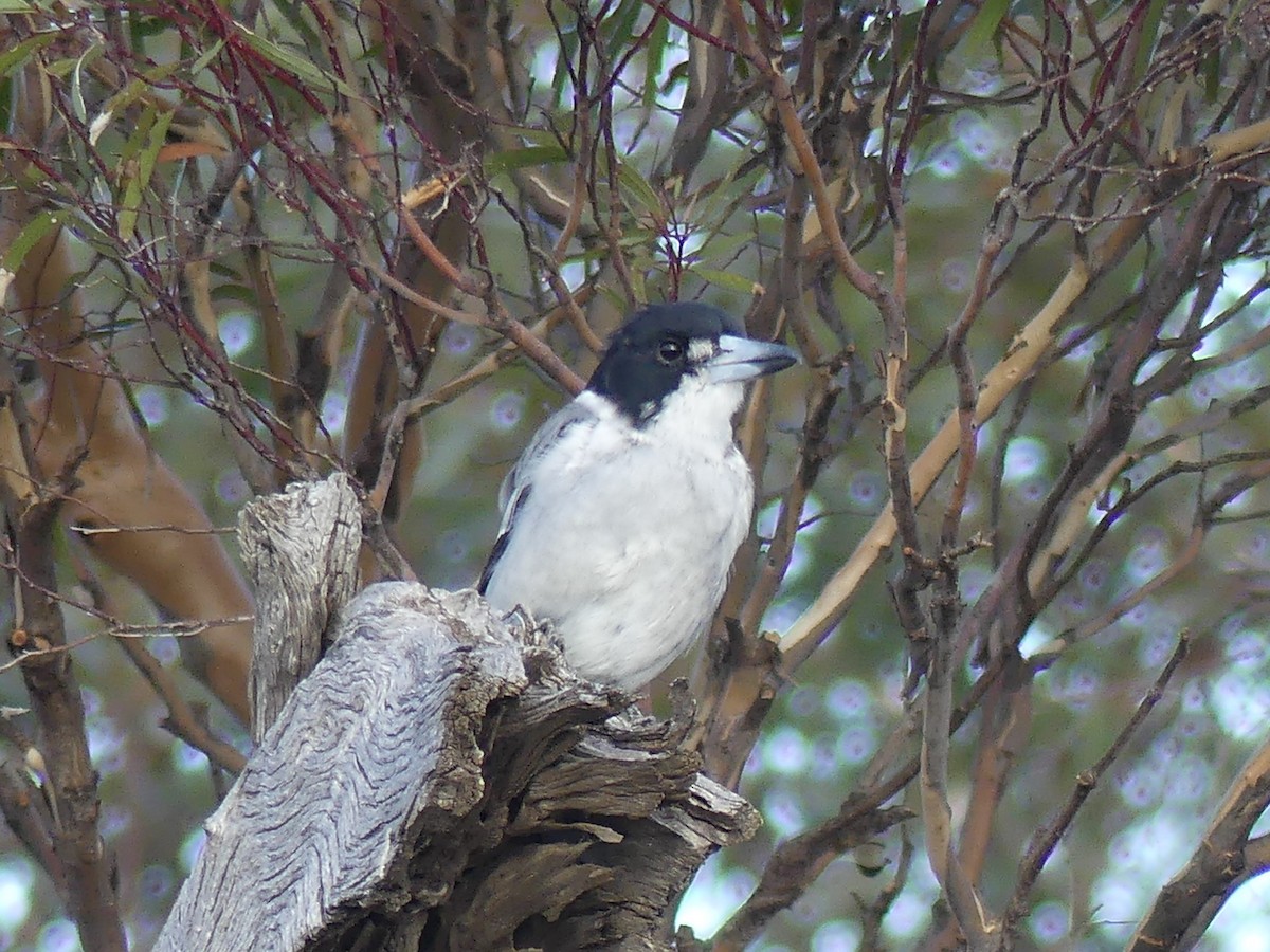 Gray Butcherbird - ML424314771