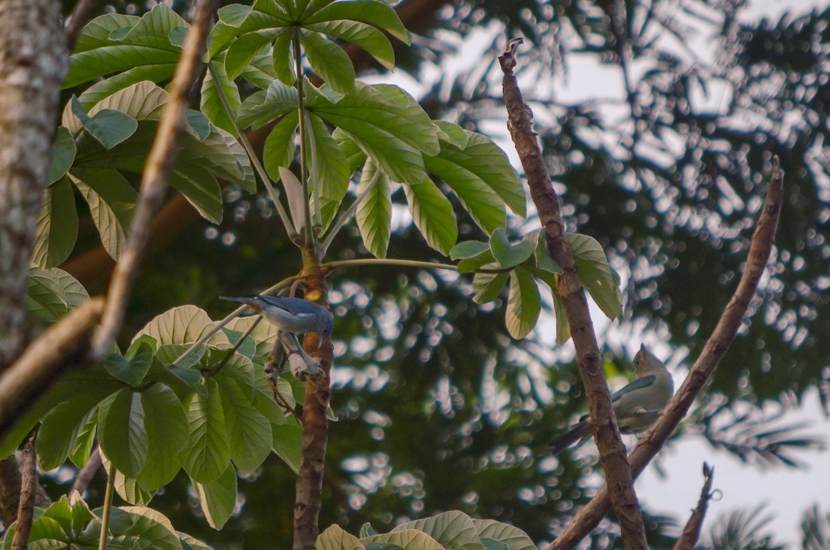 Chestnut-vented Conebill - ML424316711