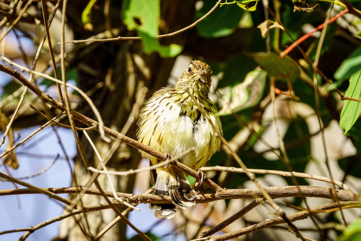 Speckled Warbler - ML424318001