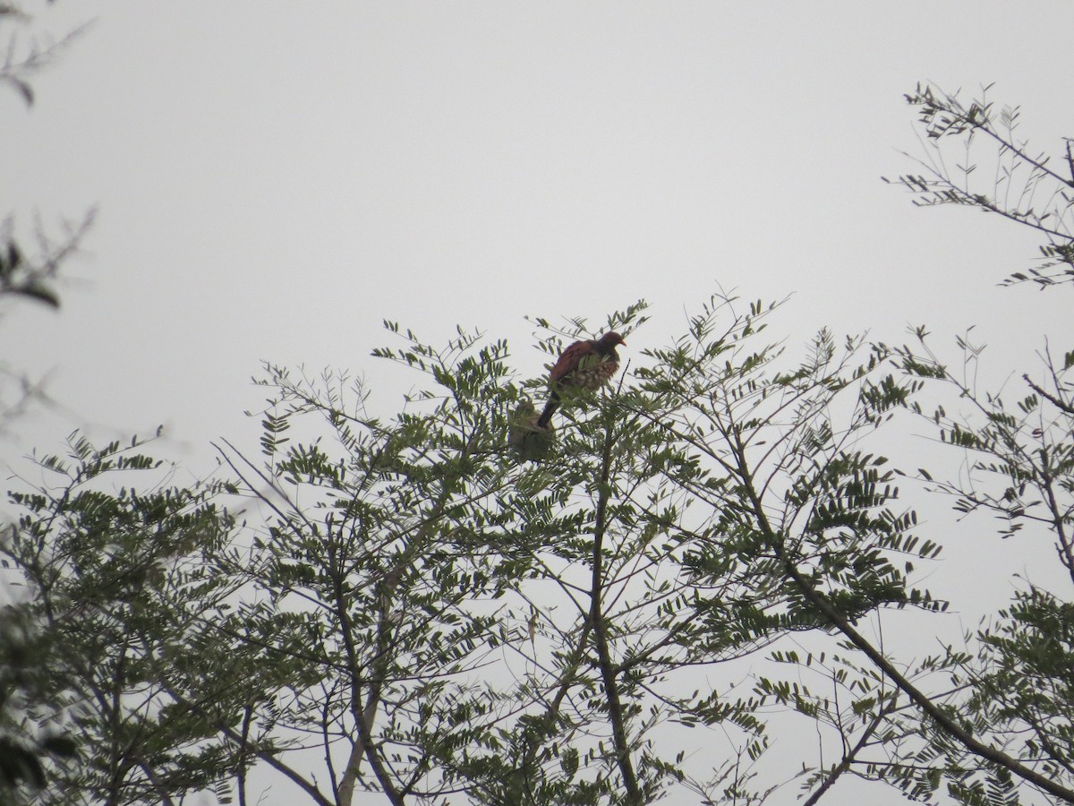 Scaled Pigeon - ML42431841