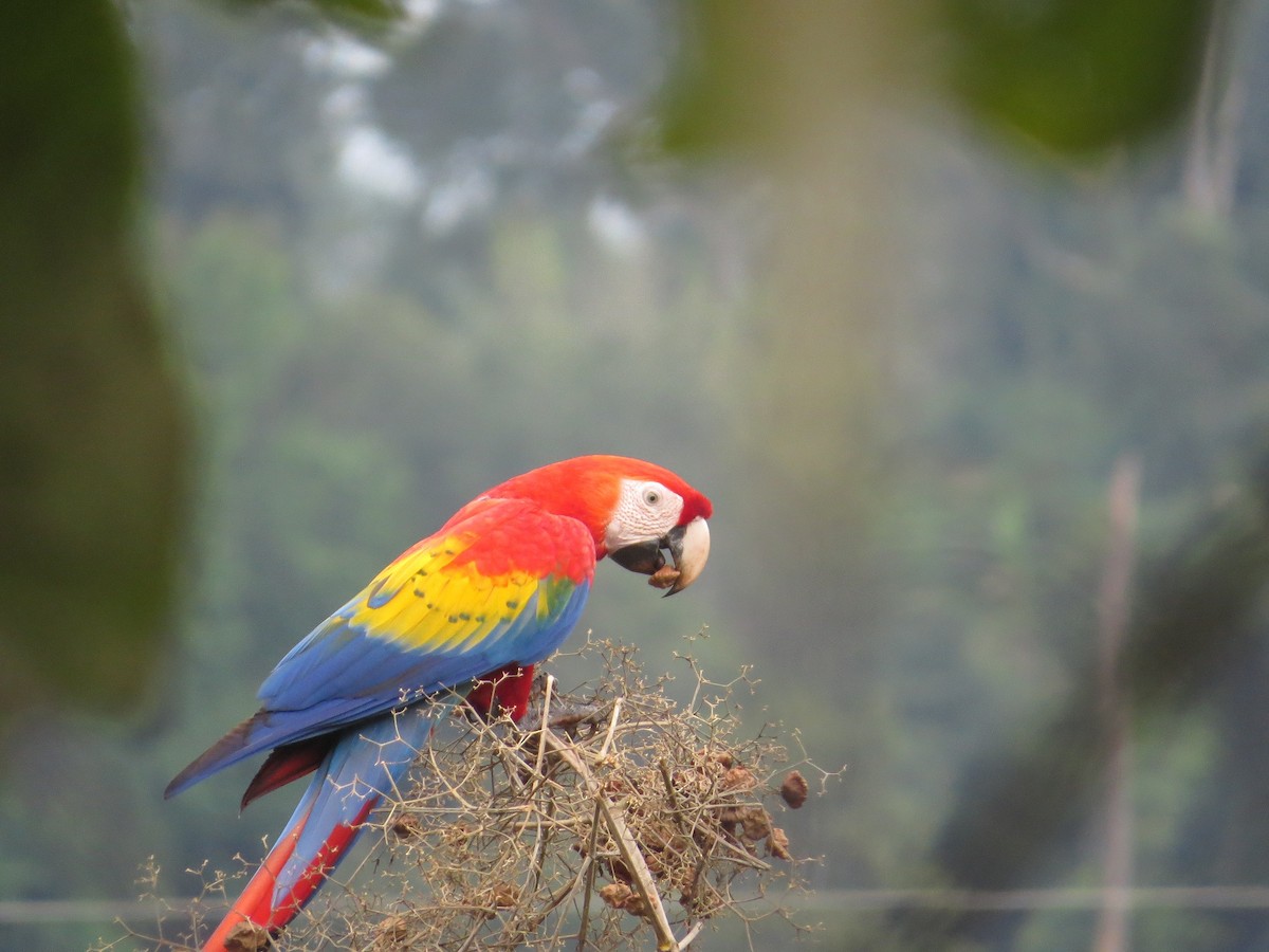 Guacamayo Macao - ML42432051