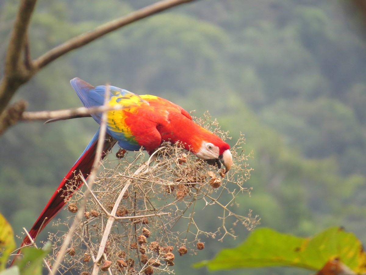 Scarlet Macaw - ML42432061