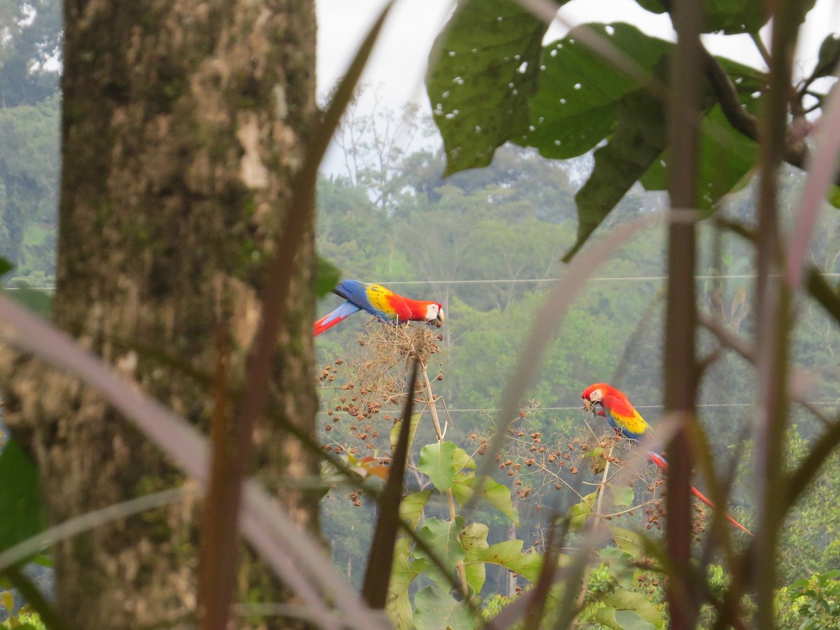 Scarlet Macaw - Róger Rodríguez Bravo