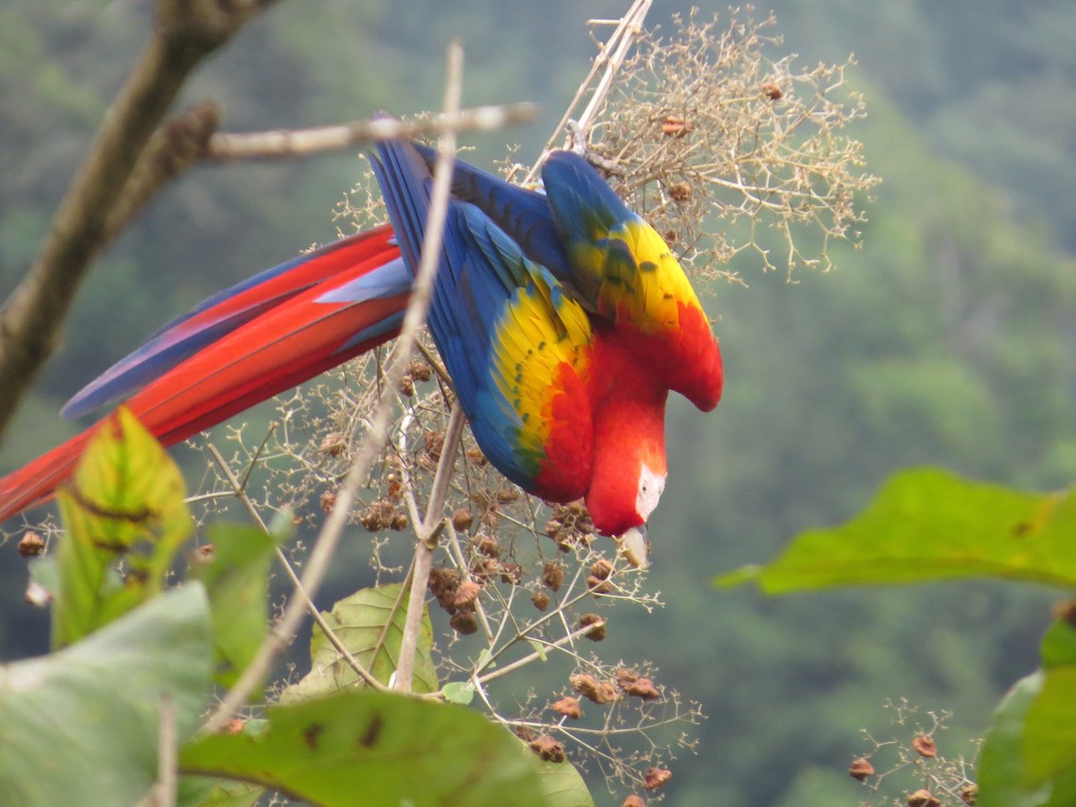 Guacamayo Macao - ML42432101