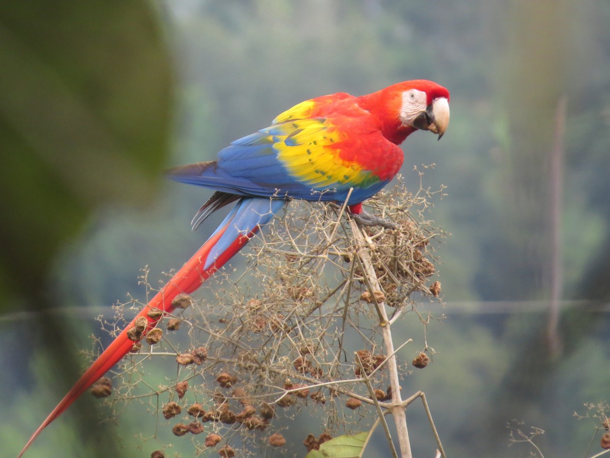 Scarlet Macaw - ML42432121