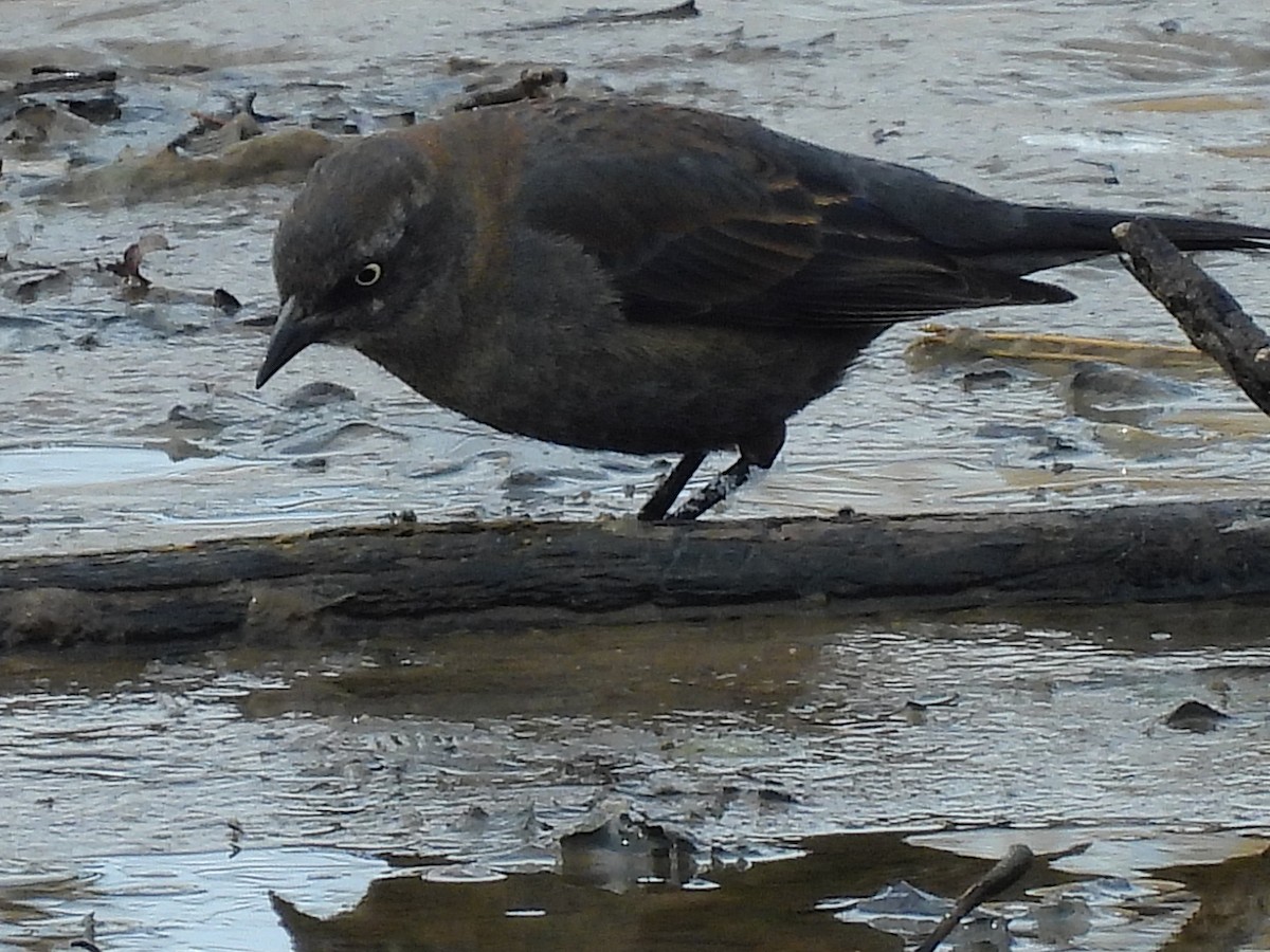 Rusty Blackbird - Jason case