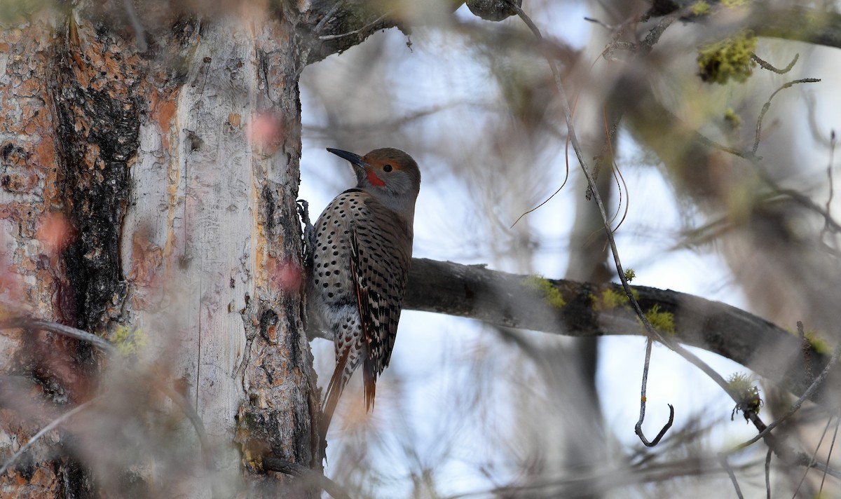 Northern Flicker (Red-shafted) - Gina Correa