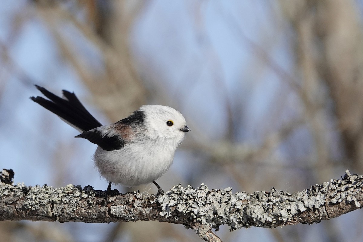 Long-tailed Tit - Sami Tuomela
