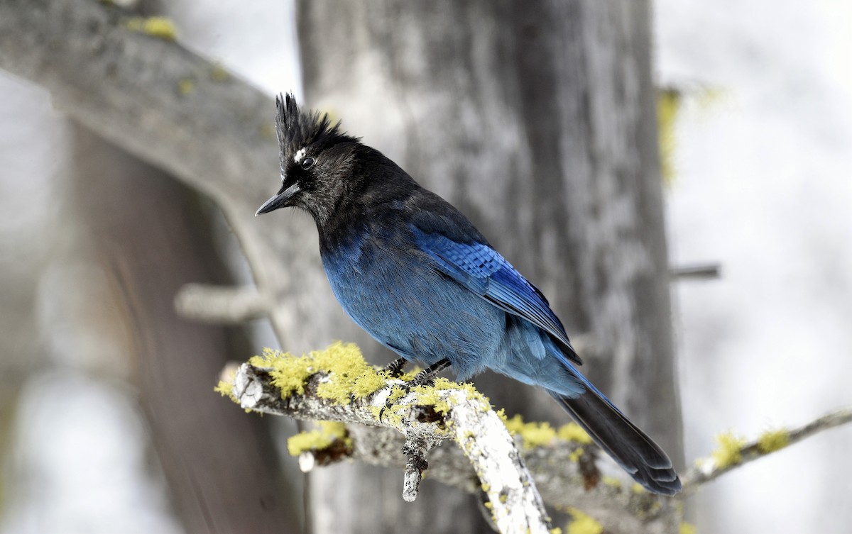 Steller's Jay - ML424326491