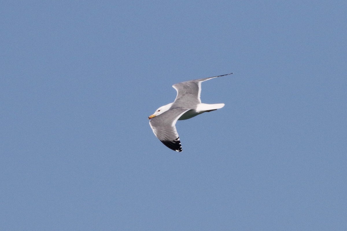 Armenian Gull - ML424326891