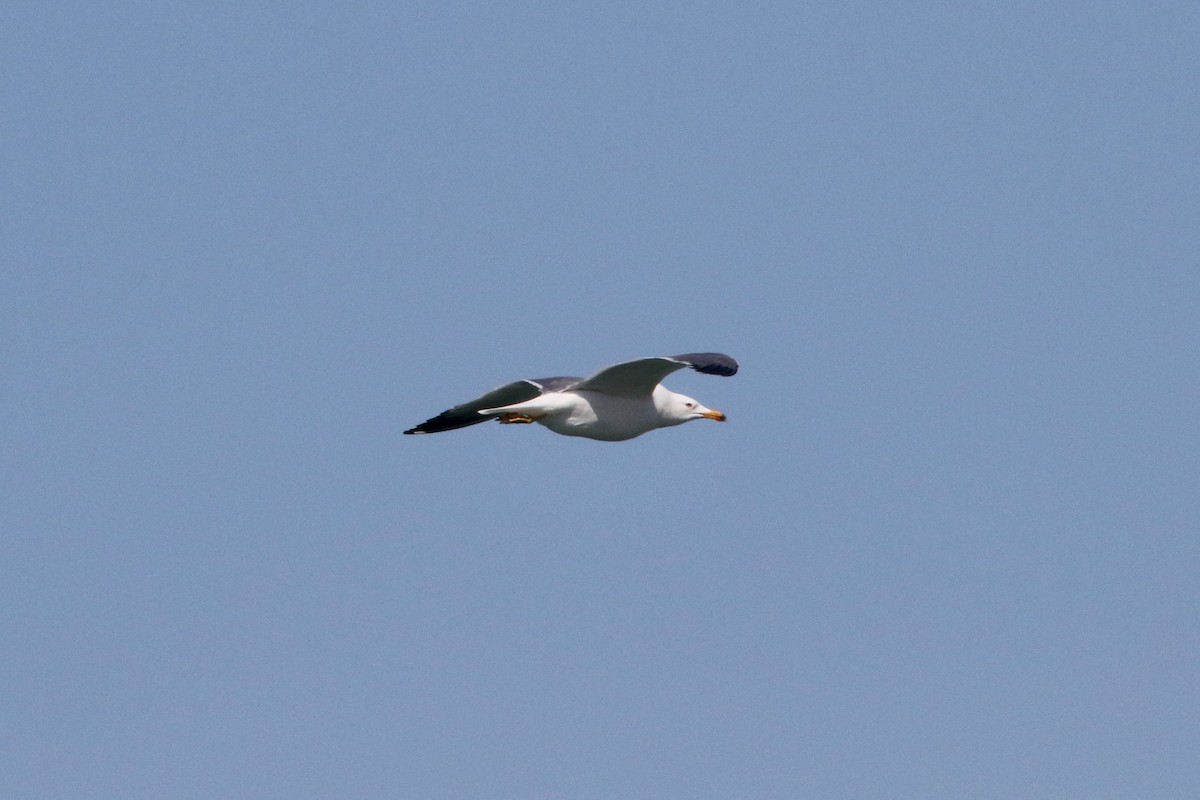 Armenian Gull - Christian Goenner