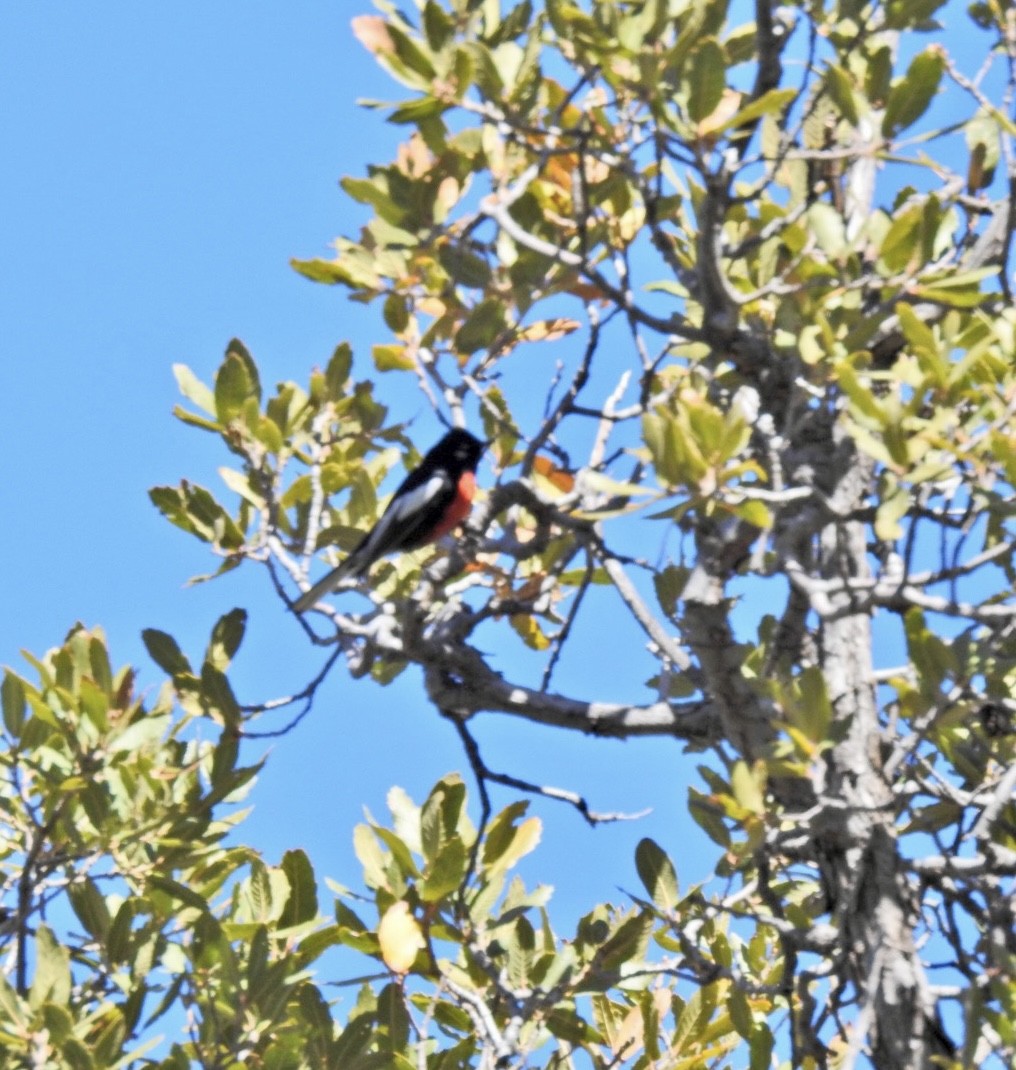 Painted Redstart - ML424326921