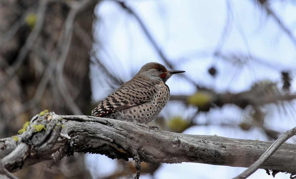 Northern Flicker (Red-shafted) - Gina Correa