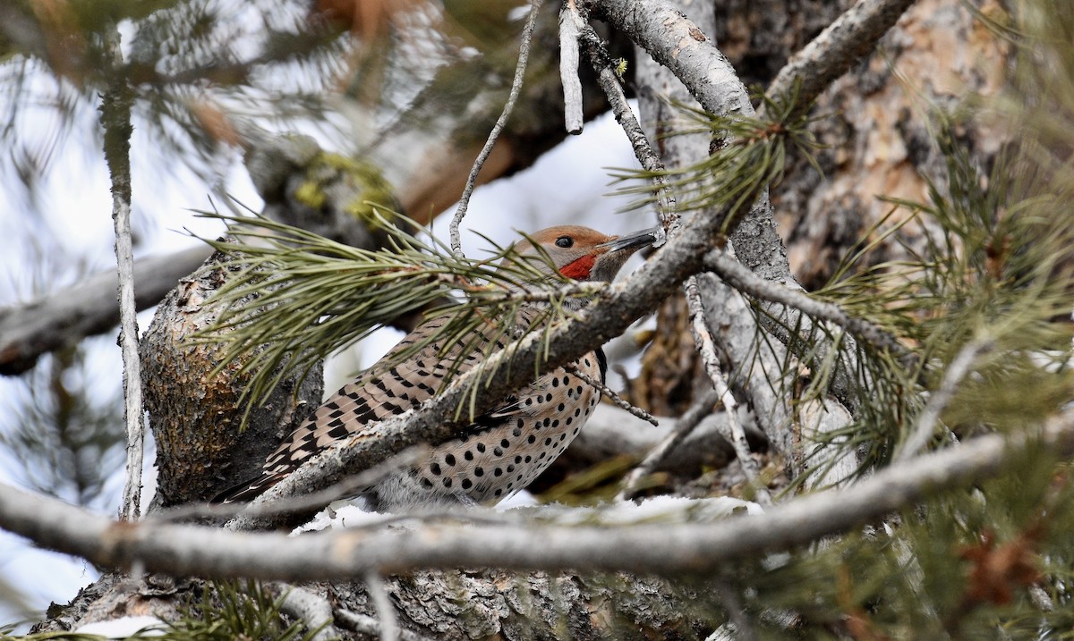 Northern Flicker (Red-shafted) - Gina Correa