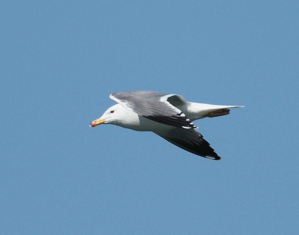 Armenian Gull - ML424327701