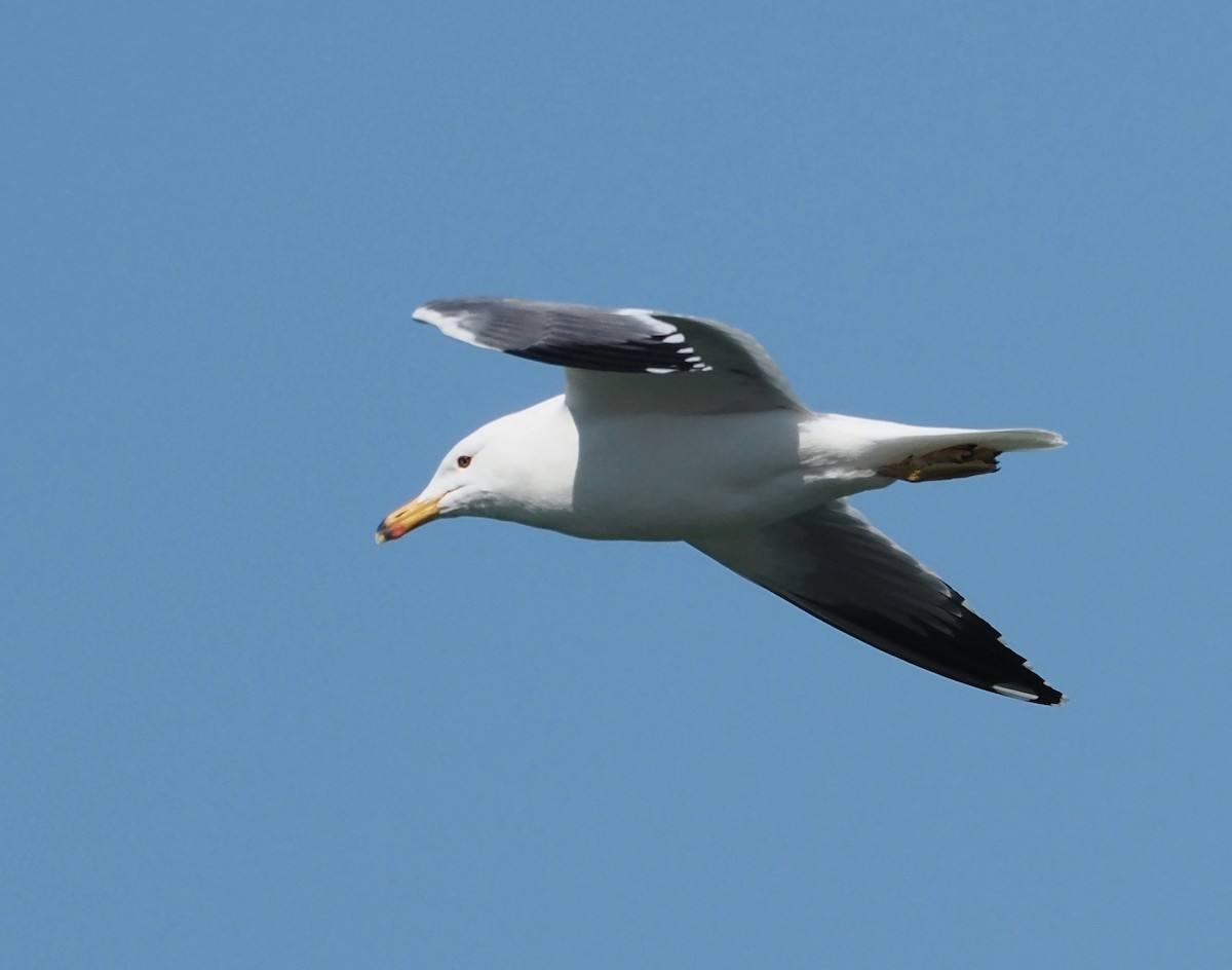 Armenian Gull - ML424327761