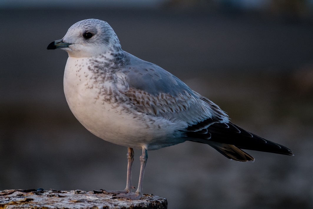 Common Gull (European) - paolo bisol