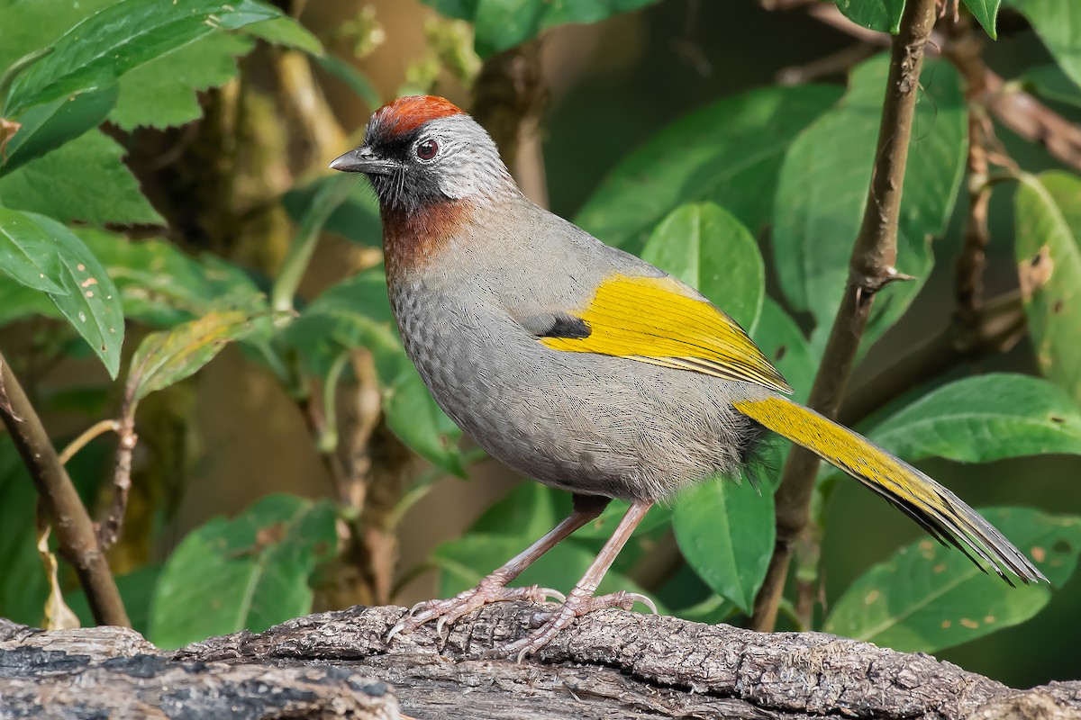 Silver-eared Laughingthrush - Natthaphat Chotjuckdikul