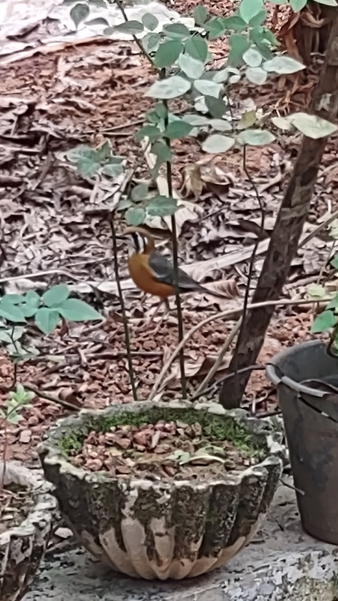 Orange-headed Thrush (White-throated) - ML424330191