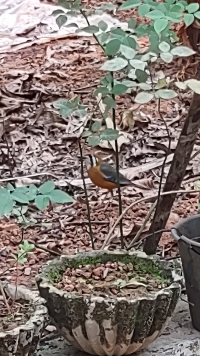 Orange-headed Thrush (White-throated) - ML424330201