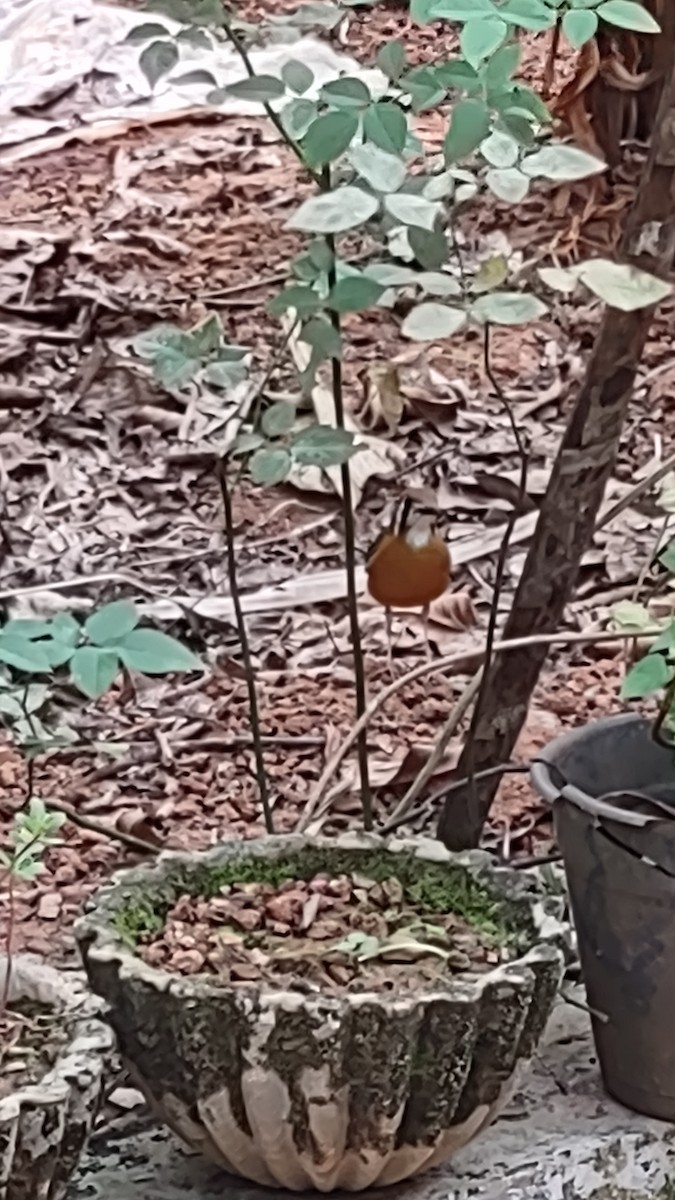 Orange-headed Thrush (White-throated) - ML424330211