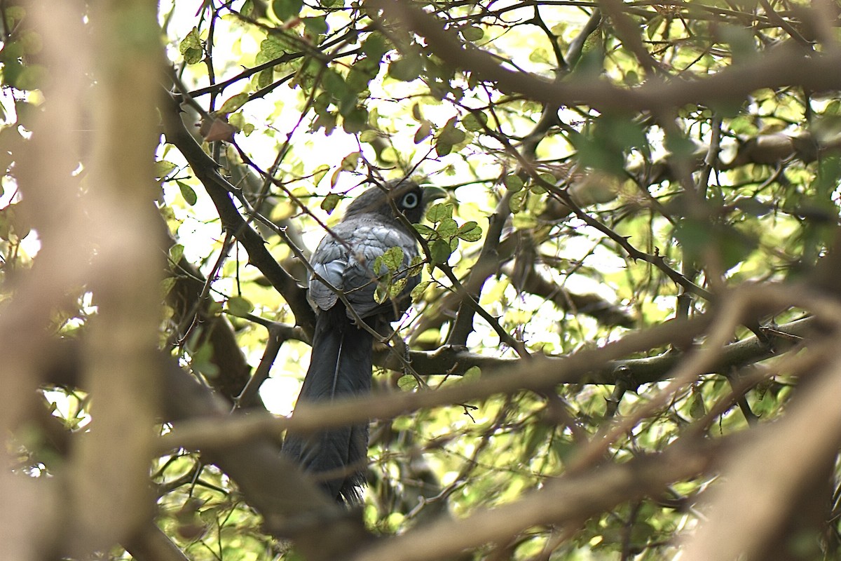 Blue-faced Malkoha - ML424334431