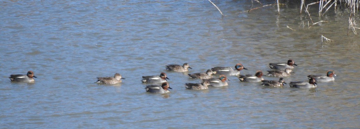 Green-winged Teal - ML424334641