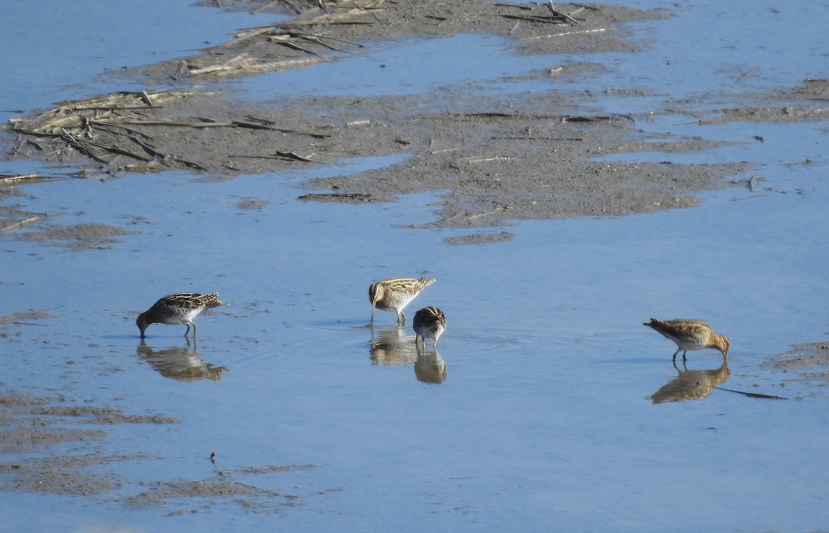 Common Snipe - ML424334671