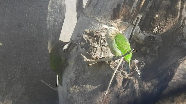 White-cheeked Barbet - ML424334941