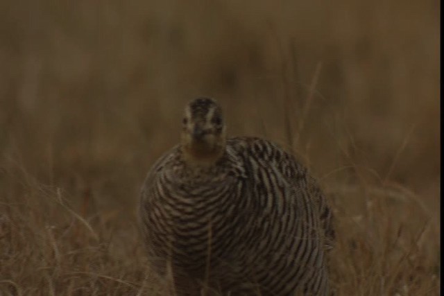 Tétras des prairies (attwateri) - ML424336