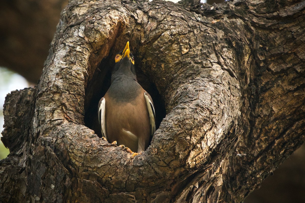 Common Myna - ML424336991