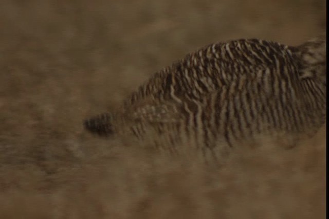 Greater Prairie-Chicken (Attwater's) - ML424337