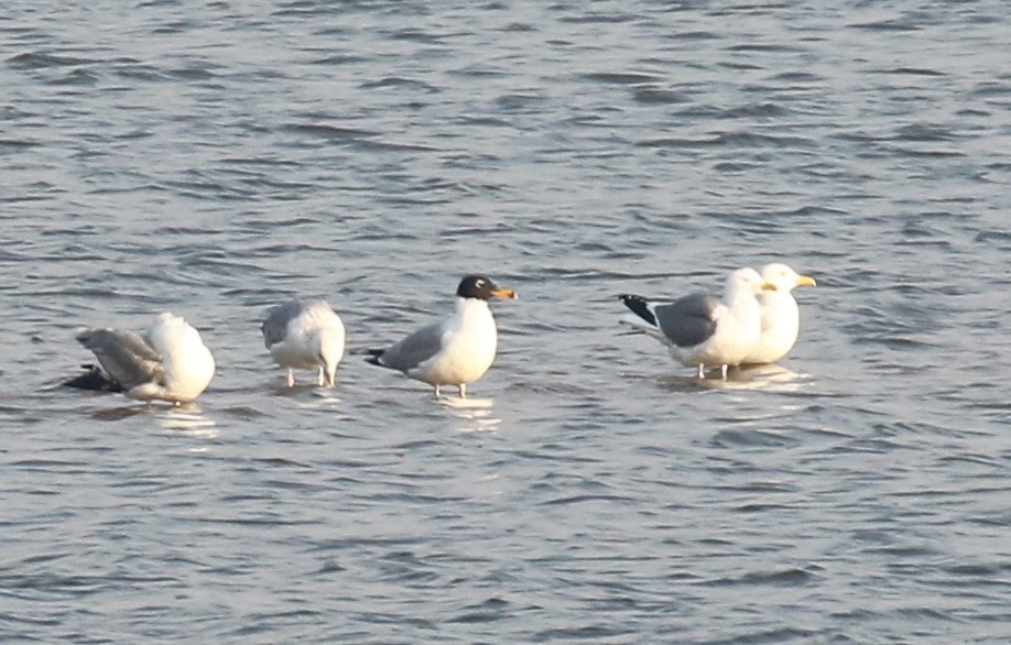 Pallas's Gull - ML424337011