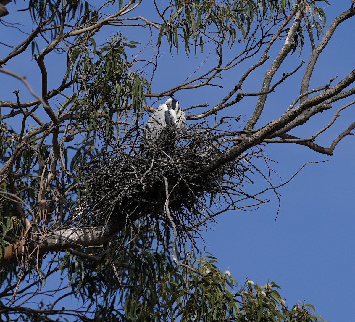 Gray Heron - ML424338251