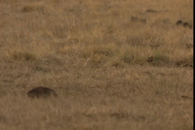 Greater Prairie-Chicken (Attwater's) - ML424339