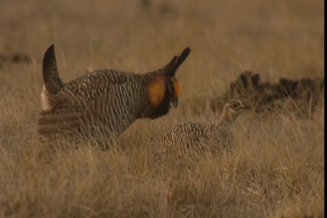 Greater Prairie-Chicken (Attwater's) - ML424340