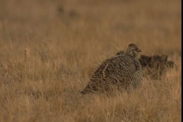 Greater Prairie-Chicken (Attwater's) - ML424341